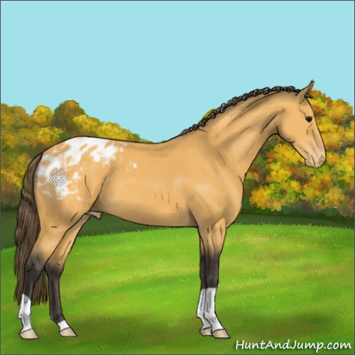 Horse Color:Buckskin Appaloosa 