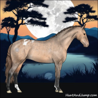 Horse Color:Bay Dun Appaloosa Rabicano 