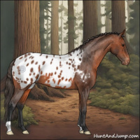 Horse Color:Bay Appaloosa 