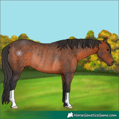 Horse Color:Brown Rabicano 