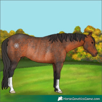 Horse Color:Brown Rabicano 