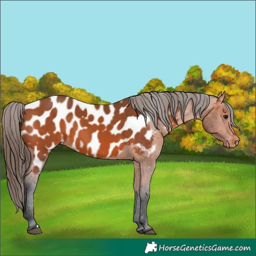 Horse Color:Bay Appaloosa 