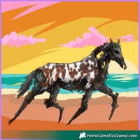 Horse Color:Bay Near Leopard 