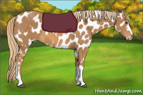 Horse Color:Chestnut Appaloosa