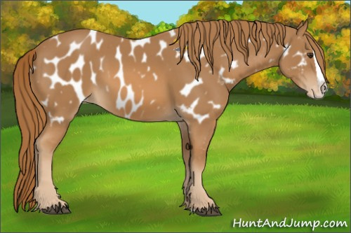 Horse Color:Chestnut Splash Near Leopard
