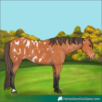 Horse Color:Bay Appaloosa 