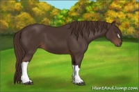 Horse Color:Liver Chestnut 
