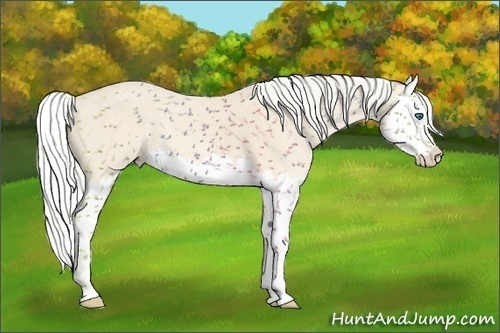 Horse Color:Cremello Splash  Brindle