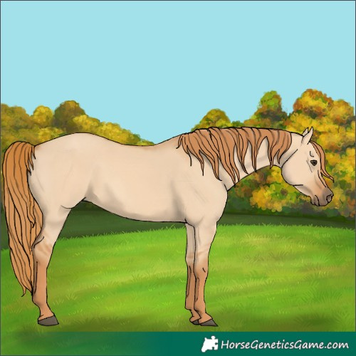 Horse Color:Red Dun 