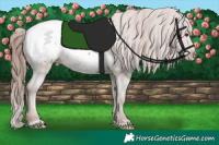Horse Color:Classic Champagne Appaloosa 