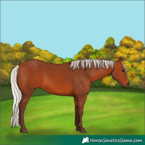 Horse Color:Silver Bay 