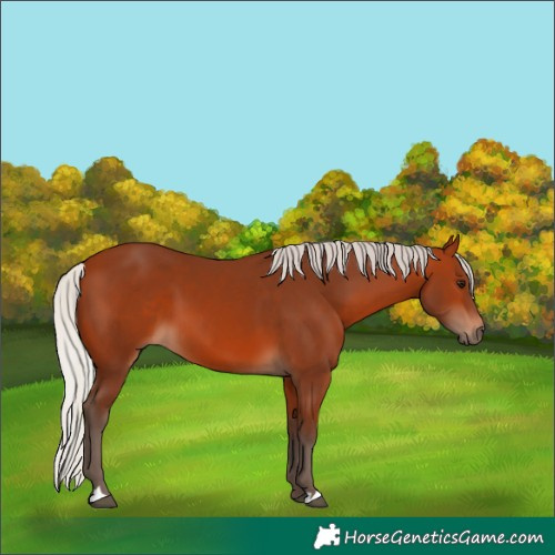 Horse Color:Silver Bay 