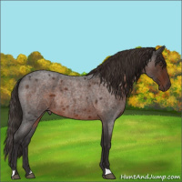 Horse Color:Liver Red Roan Rabicano 