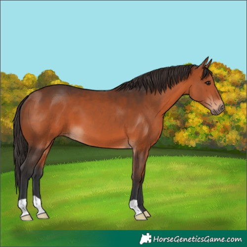 Horse Color:Bay 
