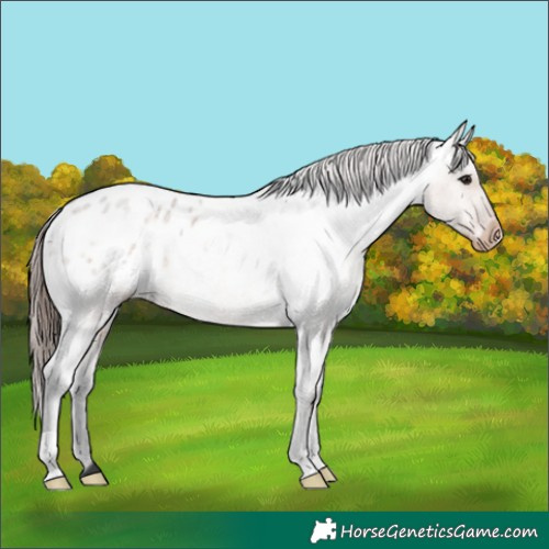 Horse Color:Brown Roan Dun Appaloosa 
