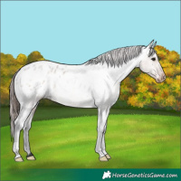 Horse Color:Brown Roan Dun Appaloosa 