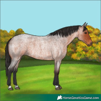 Horse Color:Brown Roan