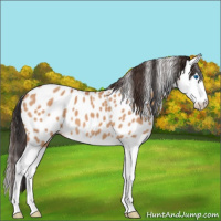 Horse Color:Bay Dun Splash Appaloosa 