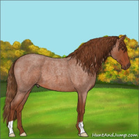 Horse Color:Red Roan 