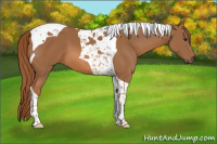 Horse Color:Chestnut Tobiano