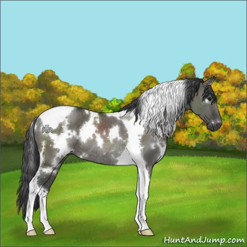 Horse Color:White Spotted Grullo Tobiano Rabicano 