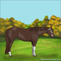 Horse Color:Gray Chestnut Tobiano