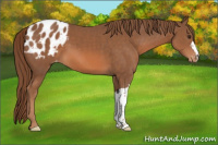 Horse Color:Chestnut Appaloosa