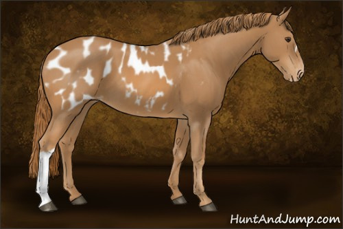 Horse Color:Chestnut Appaloosa 