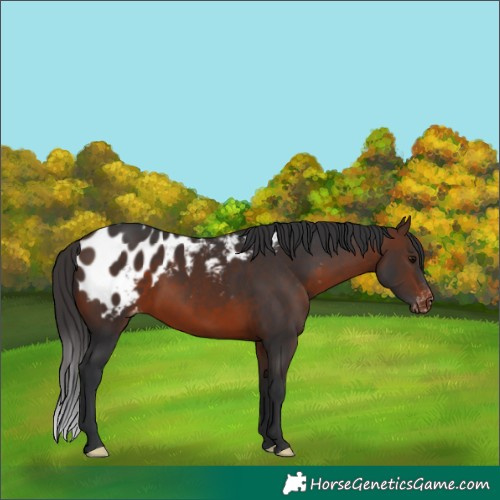 Horse Color:Brown Appaloosa 