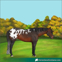 Horse Color:Brown Appaloosa 