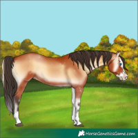 Horse Color:Bay Onyx Splash 