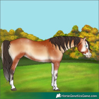 Horse Color:Bay Onyx Splash 