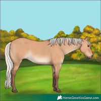 Horse Color:Silver Bay Dun 