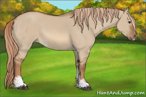 Horse Color:Red Dun Sabino 