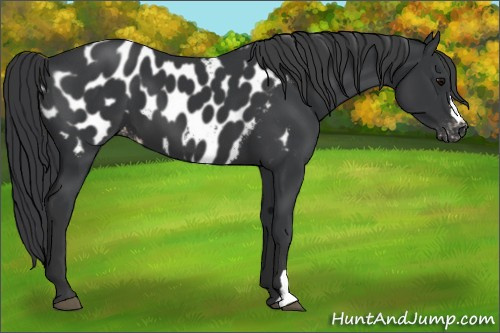 Horse Color:Black Appaloosa