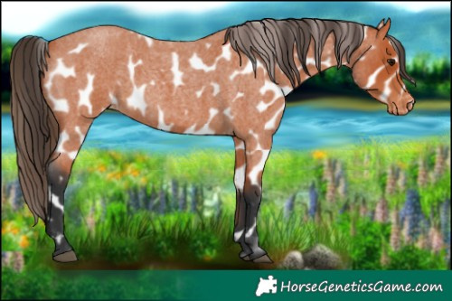 Horse Color:Bay Roan Appaloosa