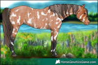 Horse Color:Bay Roan Appaloosa 