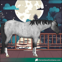 Horse Color:Blue Roan 