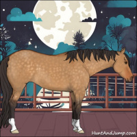 Horse Color:Buckskin Dun 