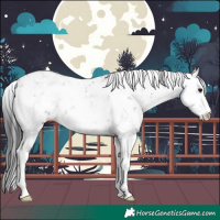 Horse Color:Black Sabino Rabicano