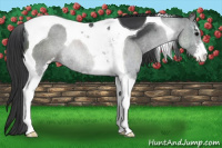 Horse Color:Black Sabino Tobiano 