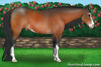 Horse Color:Bay Sabino 