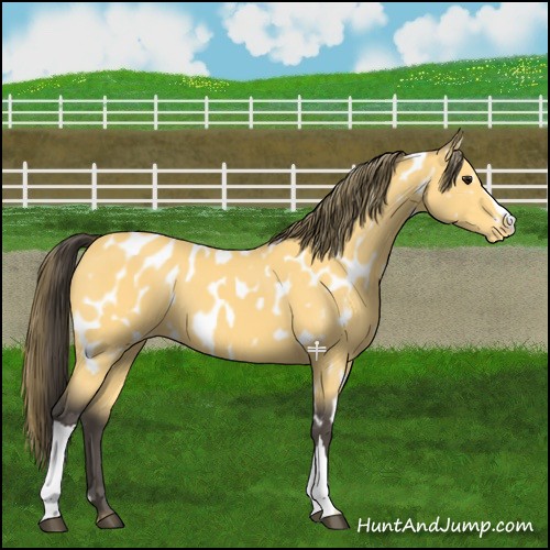 Horse Color:Buckskin Appaloosa 