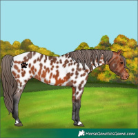 Horse Color:Bay Appaloosa 