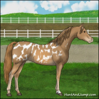 Horse Color:Chestnut Appaloosa 