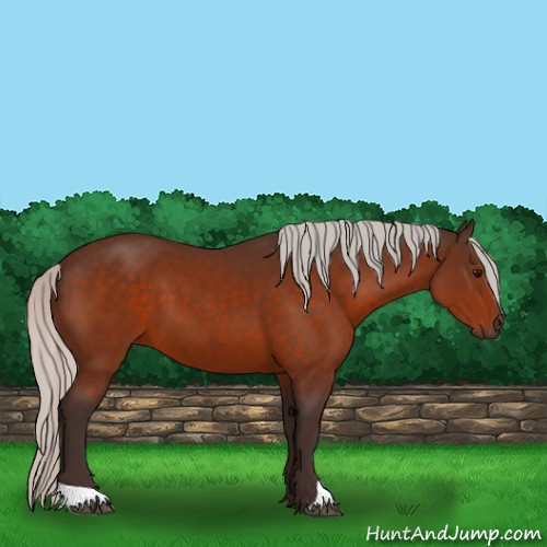 Horse Color:Silver Bay 
