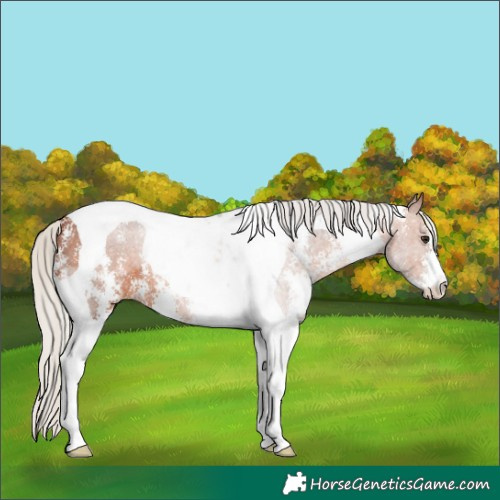 Horse Color:Silver Brown Sabino Tobiano Rabicano