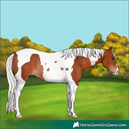 Horse Color:Silver Brown Tobiano Rabicano