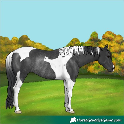 Horse Color:Black Tobiano Rabicano 