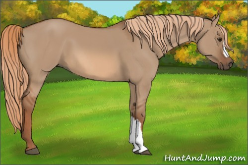 Horse Color:Red Dun 